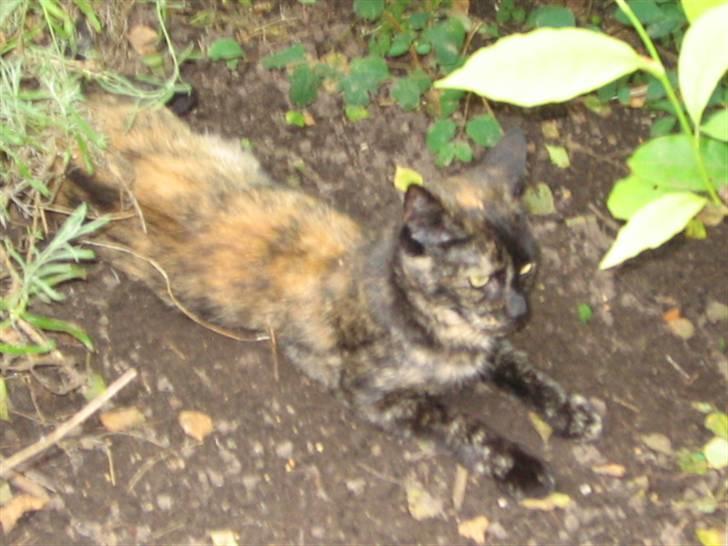 Huskat Malou - skønt at ligge her i solen.. billede 7