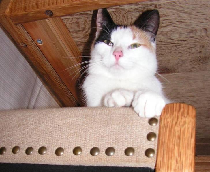 Huskat Sille (Himmelkat) - Sille på et af favorit stederne. På en stol under bordet kan man holde øje uden at blive set. billede 1