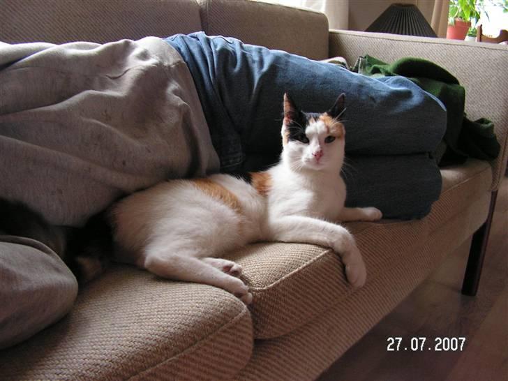 Huskat Sille (Himmelkat) billede 2