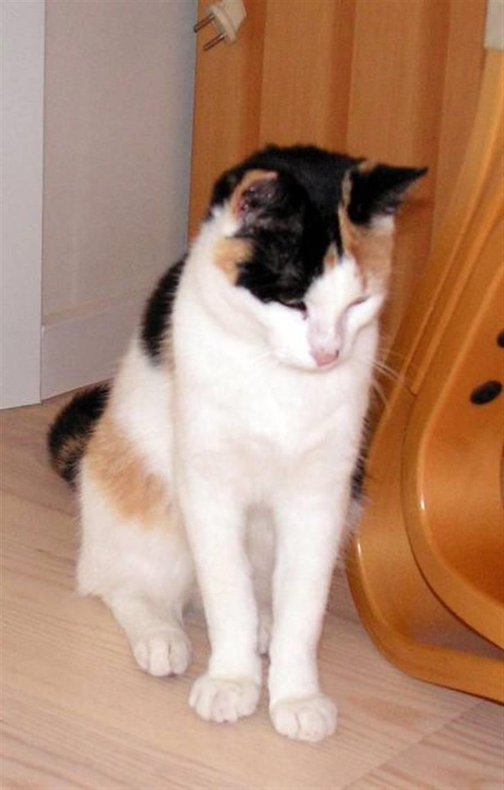 Huskat Sille (Himmelkat) billede 3