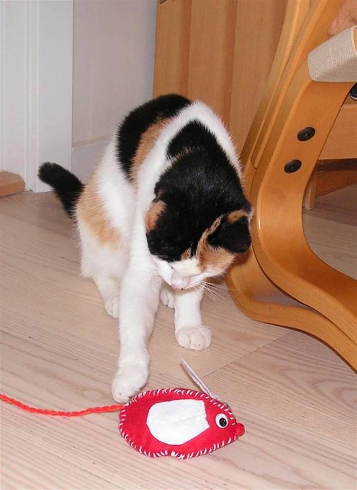 Huskat Sille (Himmelkat) - En ægte musejæger... billede 4