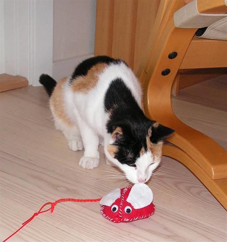 Huskat Sille (Himmelkat) billede 5