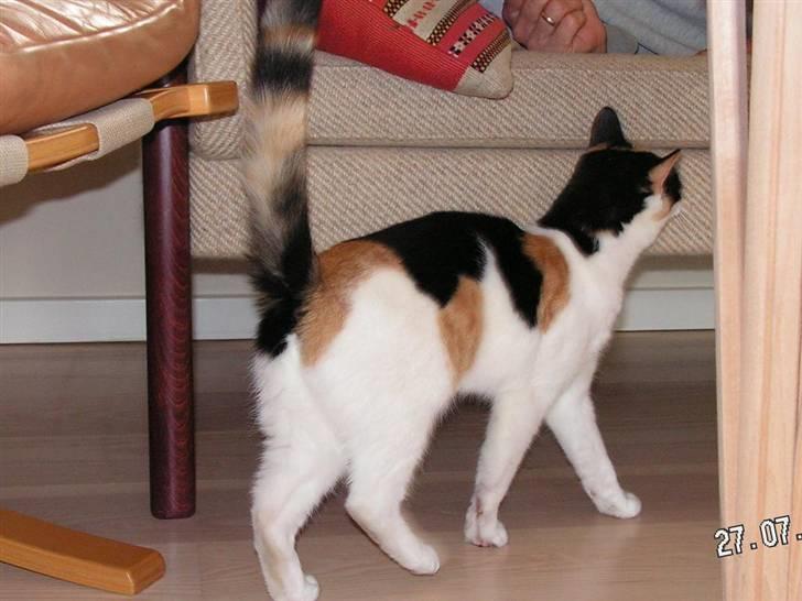 Huskat Sille (Himmelkat) billede 6