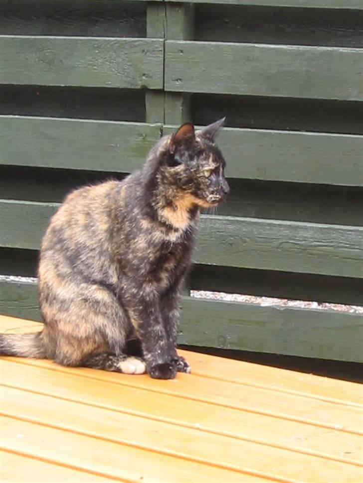 Huskat Malou - Normalt må jeg altså ikke sidde på havebordet- kun li fordi jeg sku fotograferes.. billede 9