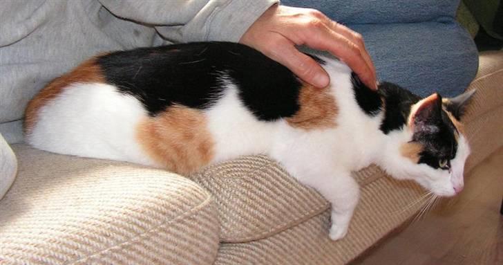 Huskat Sille (Himmelkat) billede 7