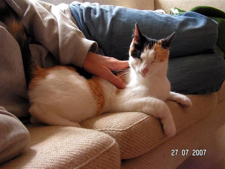 Huskat Sille (Himmelkat) billede 8