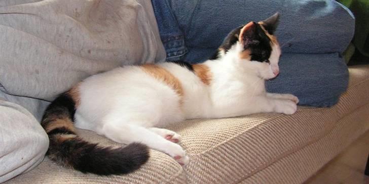 Huskat Sille (Himmelkat) billede 9