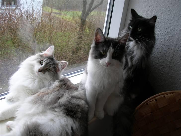 Norsk Skovkat Na'zyias Faris Faruq - Faruq, Garai og Hera 09.02.08 billede 16