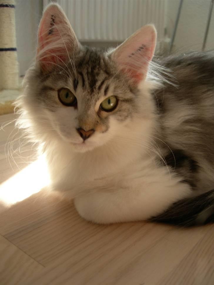 Norsk Skovkat Na'zyias Faris Faruq - 2007 - Juli - Aftensolen nydes billede 17