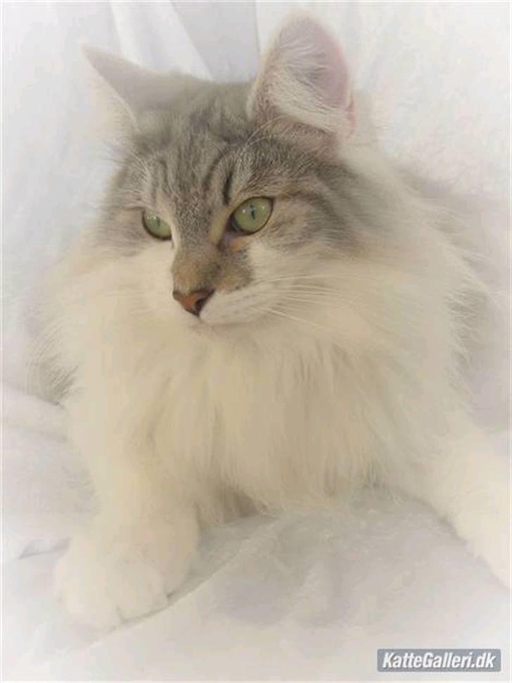 Norsk Skovkat Na'zyias Faris Faruq - 02.02.08 billede 18