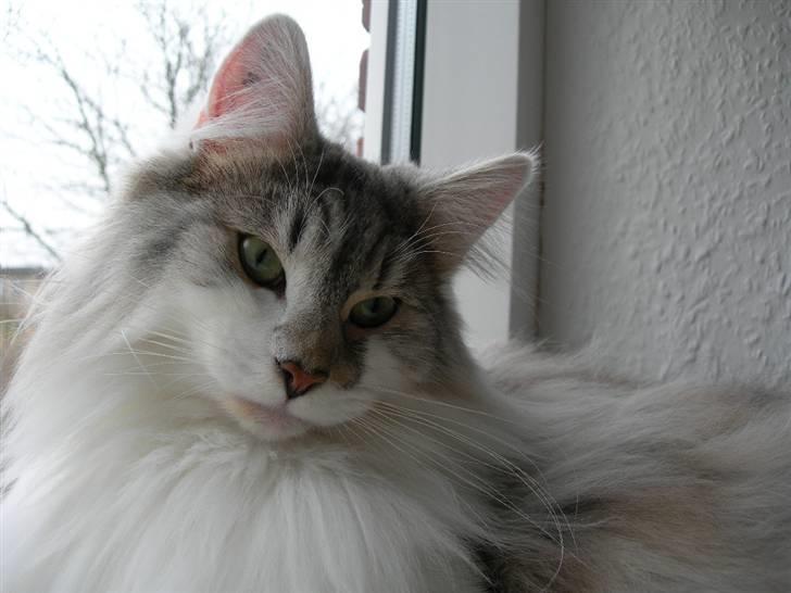 Norsk Skovkat Na'zyias Faris Faruq - Faris Faruq 16.03.2008 billede 19