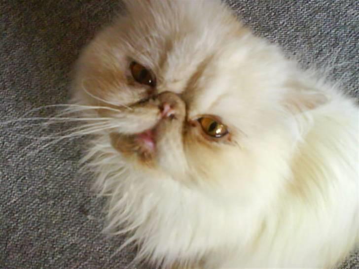 Perser Stromboli*himmelmis* - velkommen til min profil.... billede 1