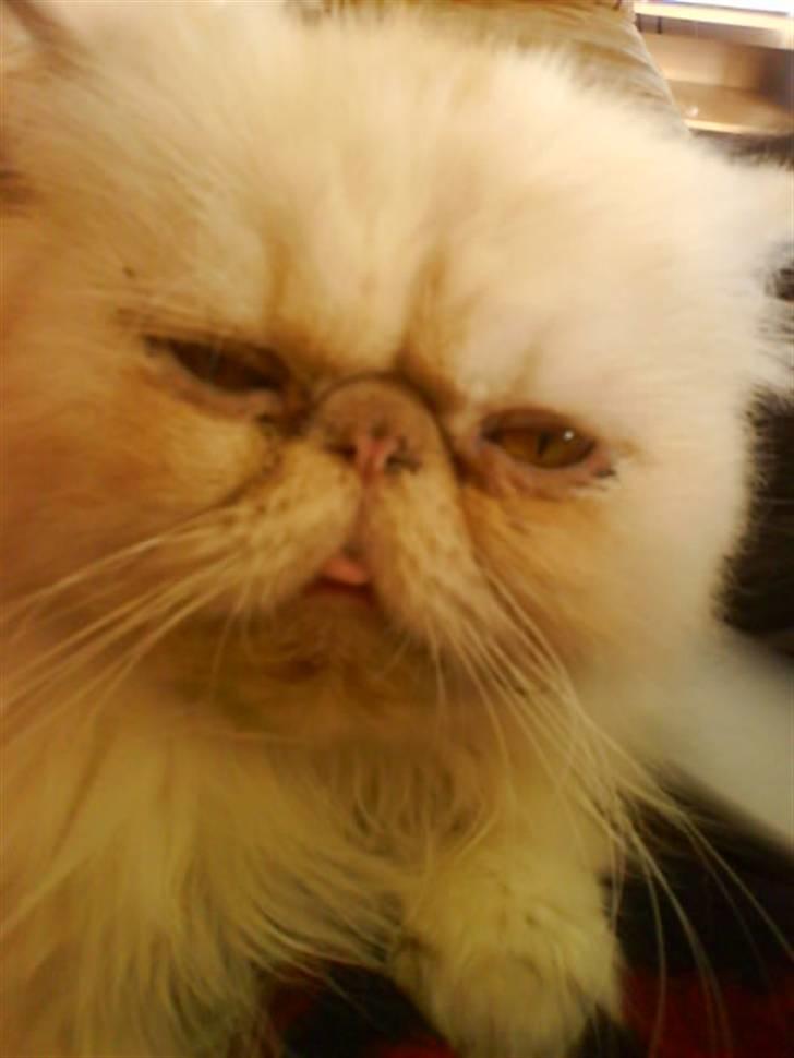 Perser Stromboli*himmelmis* - se min smukke øhh tunge :P sådan sidder stombers tunge KOnSTANT hihi billede 2