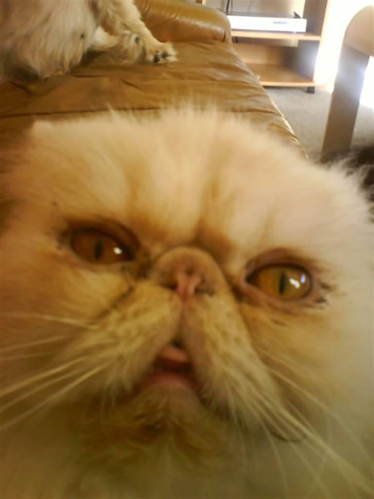 Perser Stromboli*himmelmis* billede 3