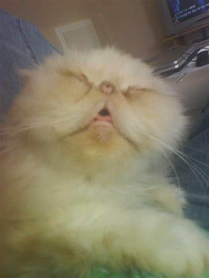 Perser Stromboli*himmelmis* - Er jeg ikke bare køn :-P  billede 4