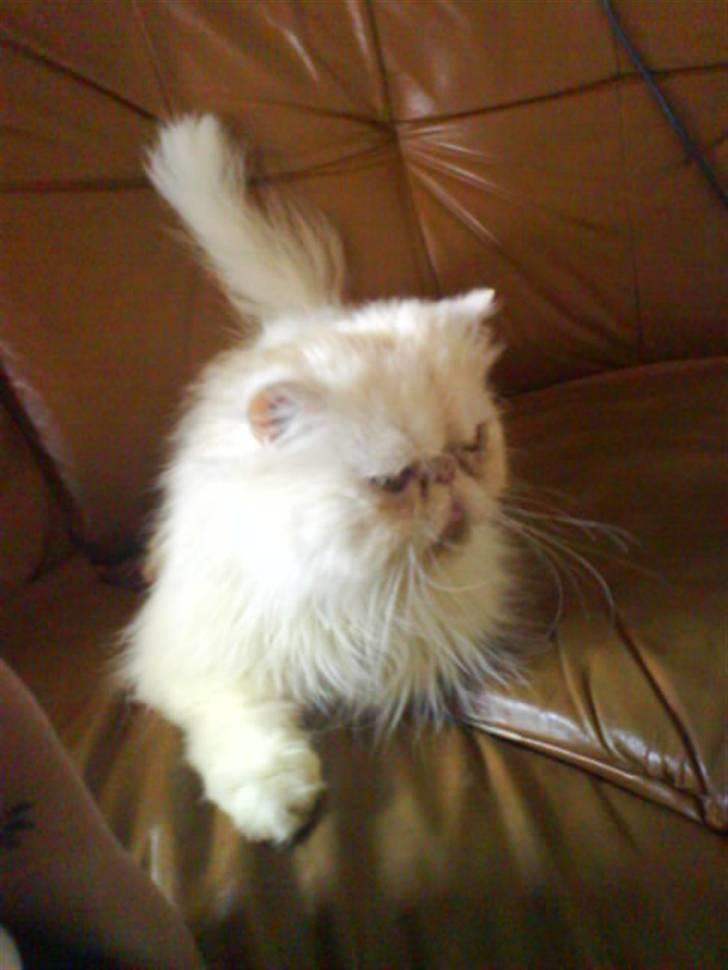 Perser Stromboli*himmelmis* billede 5