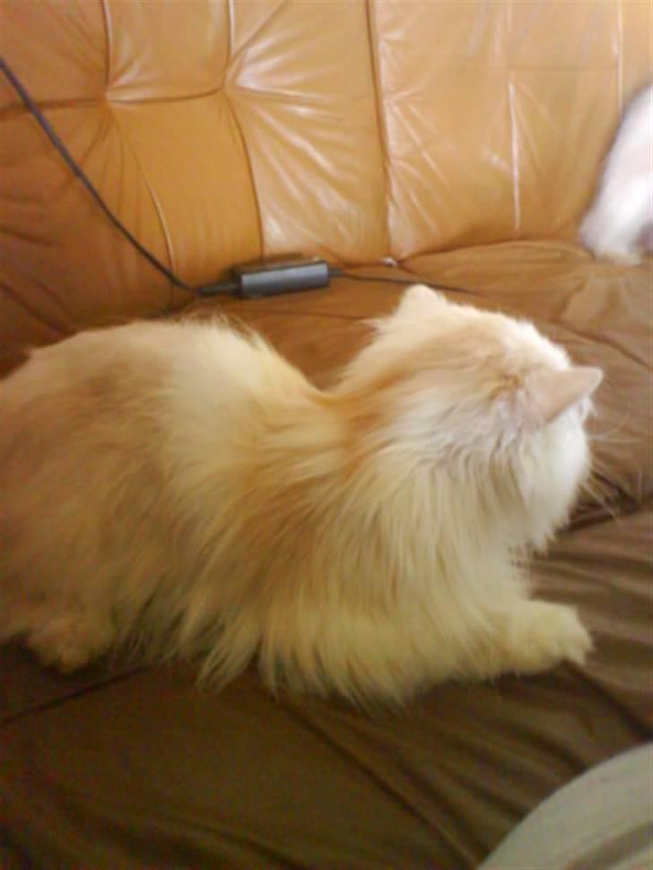 Perser Stromboli*himmelmis* billede 6