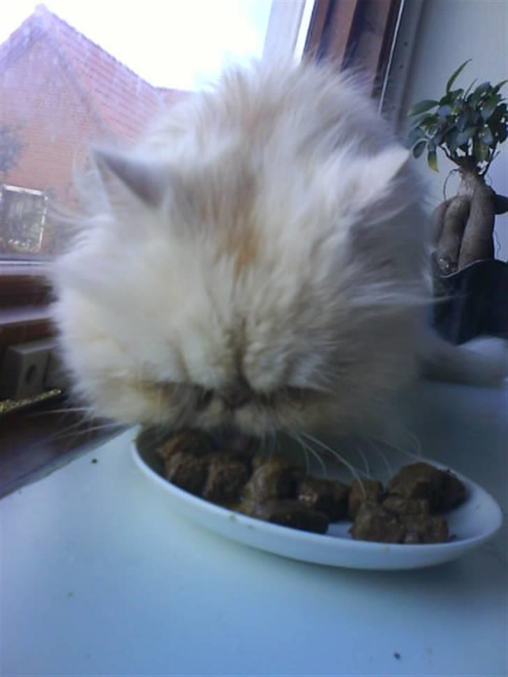 Perser Stromboli*himmelmis* - første dag hjemme hos min nye mor billede 7