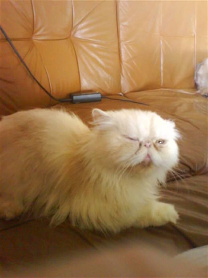 Perser Stromboli*himmelmis* - aewww mor kan jo ikke sidde stille så længe får jo lyset lige i hovedet billede 8