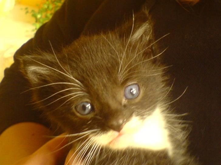 Huskat Bette Mis'<3  - Velkommen Til Bette Miz´s Profil, (; billede 1