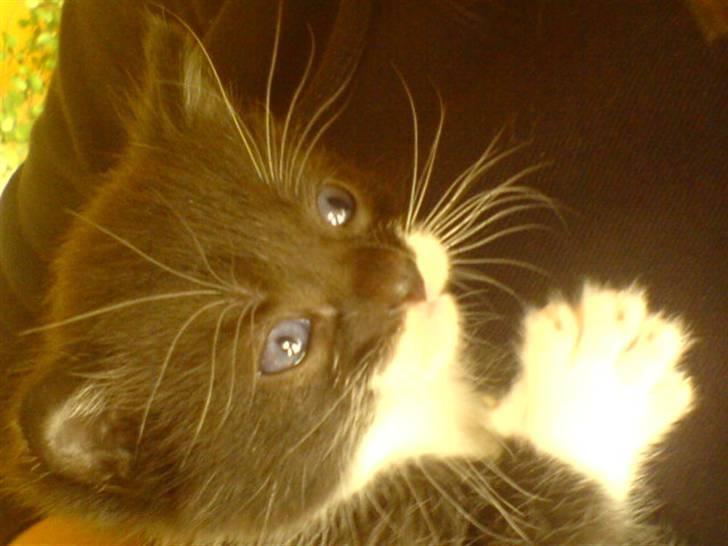 Huskat Bette Mis'<3  - Putteh Ved moaar,! billede 2