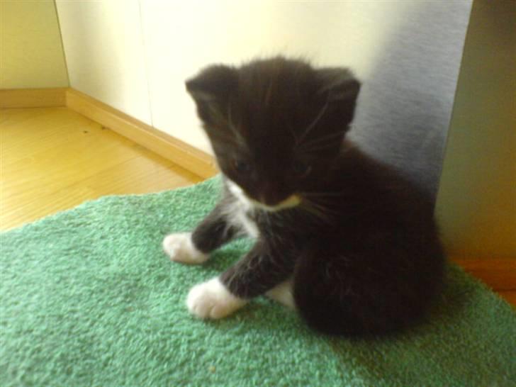 Huskat Bette Mis'<3  - Hehe Er Hun Ekk Dejliq? billede 3