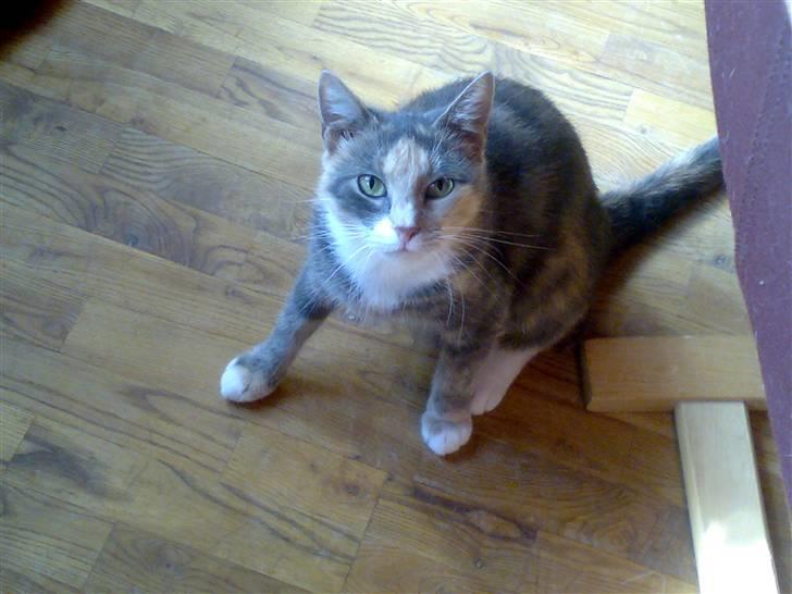 Huskat Daizy - Ihh der blir taget billeder ser jeg nu godt nok ud. billede 6