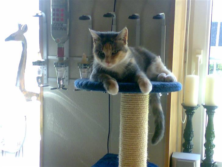 Huskat Daizy - La mig nu være billede 7