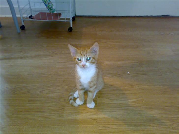 Huskat Garfield R.I.P <3 - Se hvor fin jeg er... billede 2