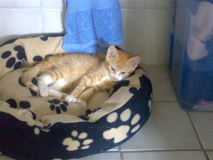 Huskat Garfield R.I.P <3 - "Gab" Jeg skal lige strække mig lidt.
(Her har jeg kun lige fået am, han er ca. 8 uger gammel.) billede 1