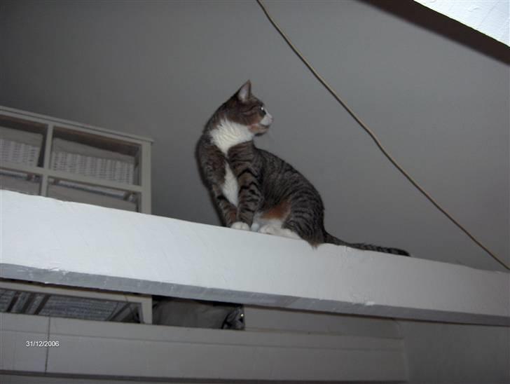 Huskat Swetlana billede 11