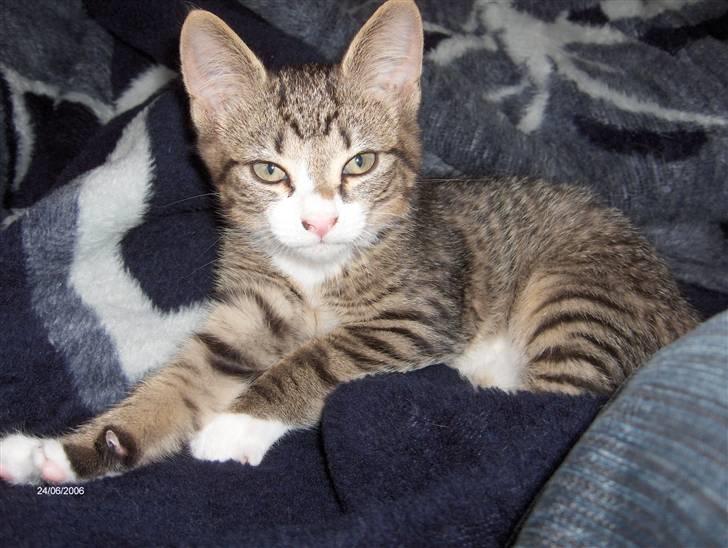 Huskat Swetlana billede 12