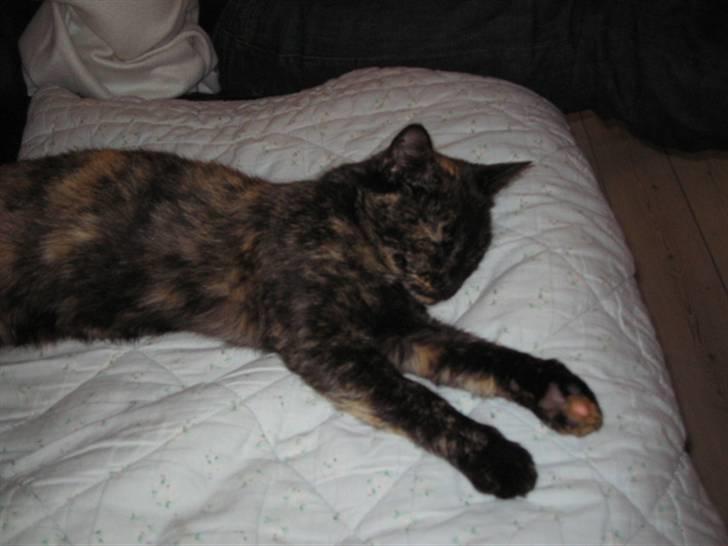 Huskat Malou - en lur på mit tæppe..:9 billede 10