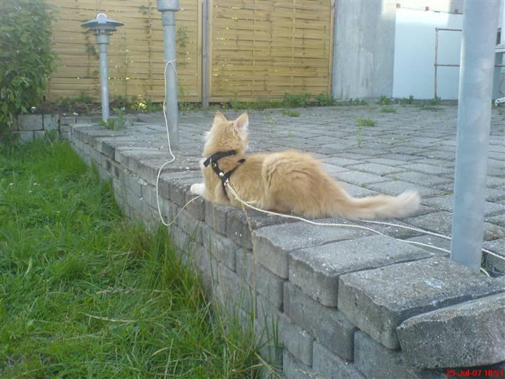 Norsk Skovkat Frække Frida - elsker at komme ud i hven.. :o) billede 12