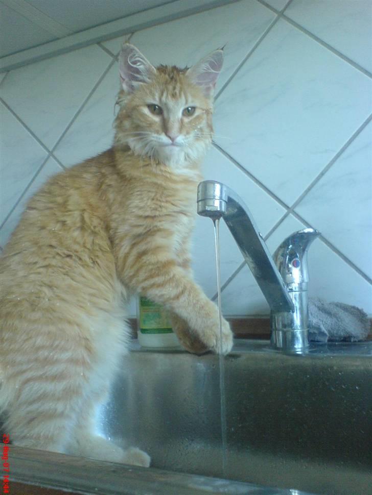 Norsk Skovkat Frække Frida - se moar jeg har været i bad..  billede 13