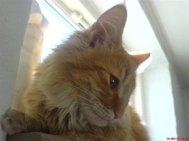 Norsk Skovkat Frække Frida - er jeg ikke bare fin? billede 14