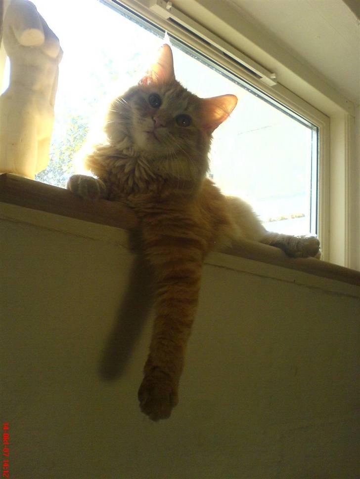 Norsk Skovkat Frække Frida - Hej billede 15