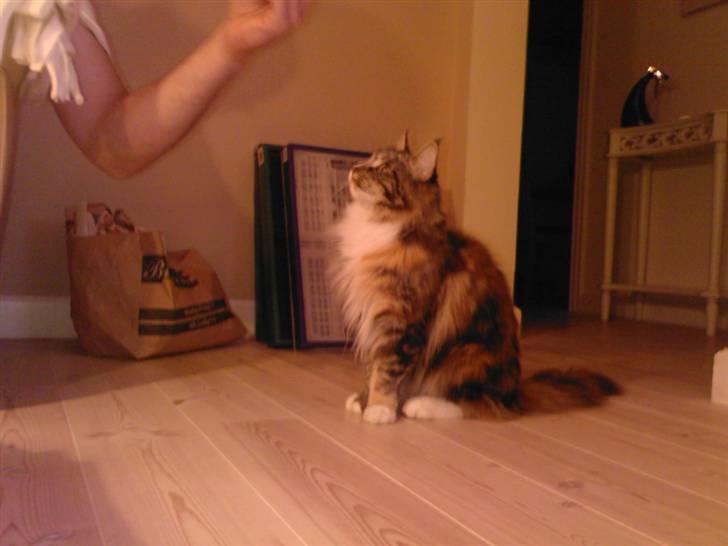 Maine Coon Ariel - min mus:D billede 10