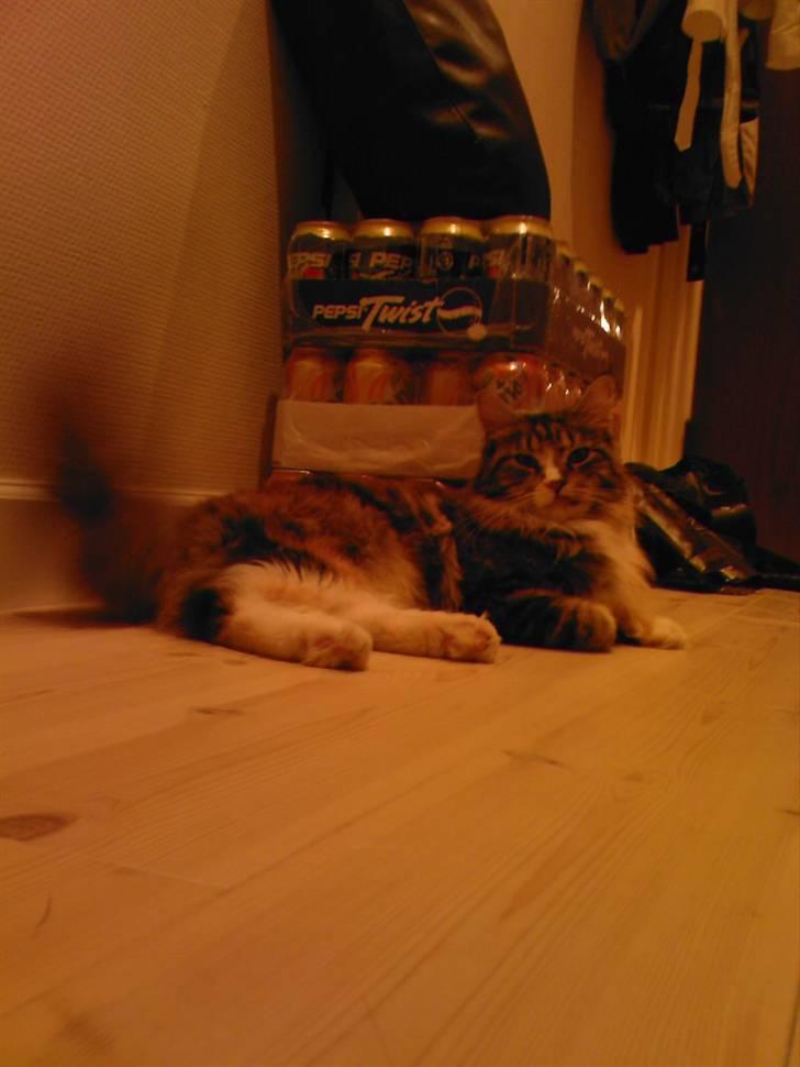 Maine Coon Ariel - jeg vogter over sodavanden for moar:D billede 11