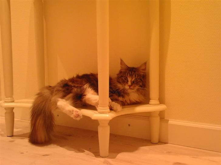 Maine Coon Ariel - mit nye personlige liggested. billede 12