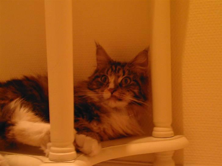 Maine Coon Ariel billede 13