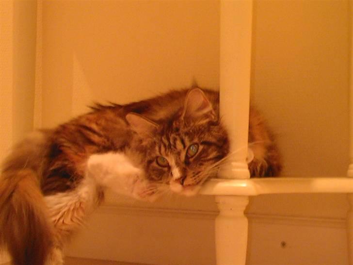 Maine Coon Ariel - er ved at være træt af , at blive taget bi´lleder af.:P billede 14