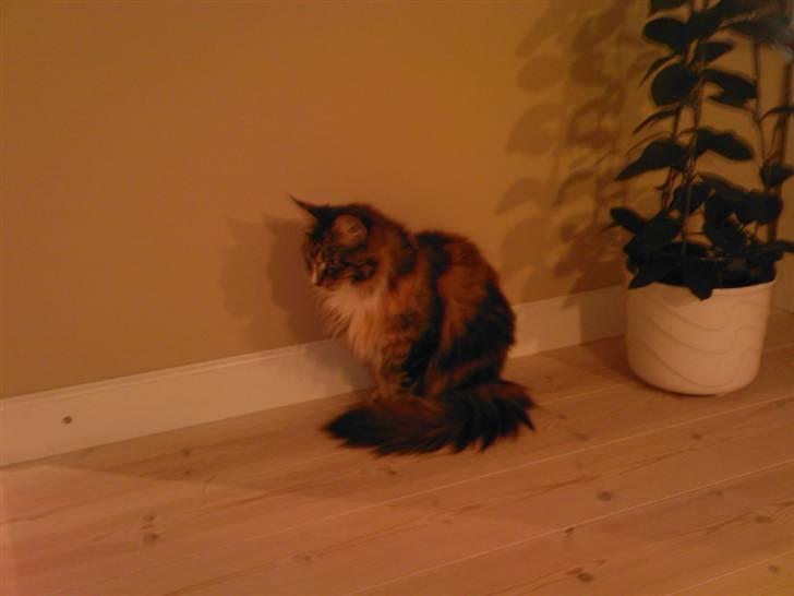 Maine Coon Ariel billede 16