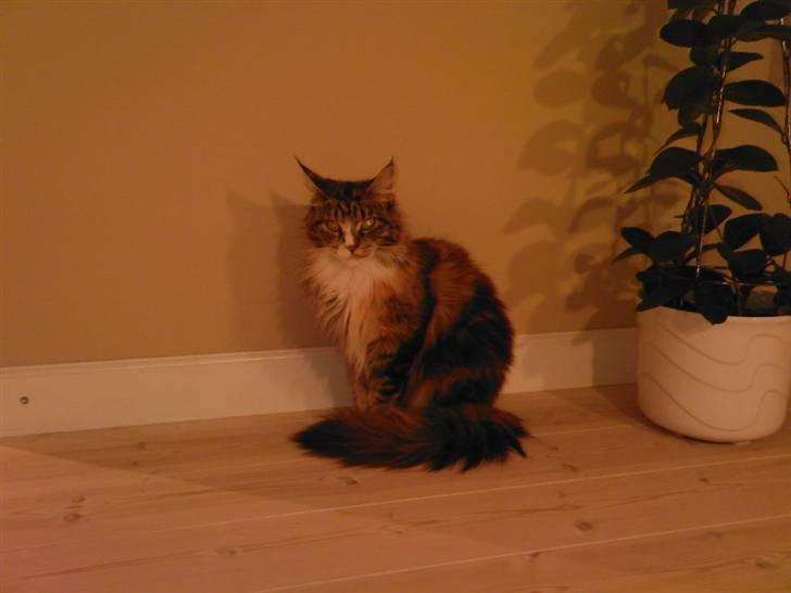 Maine Coon Ariel billede 17