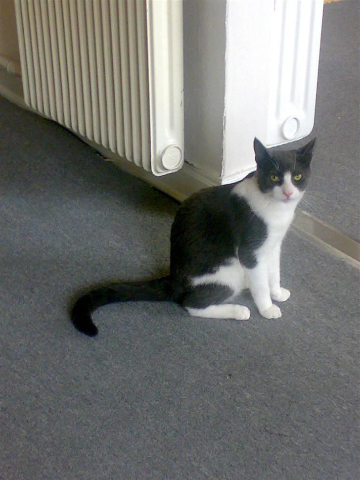 Blanding af racer Smylie.  billede 16