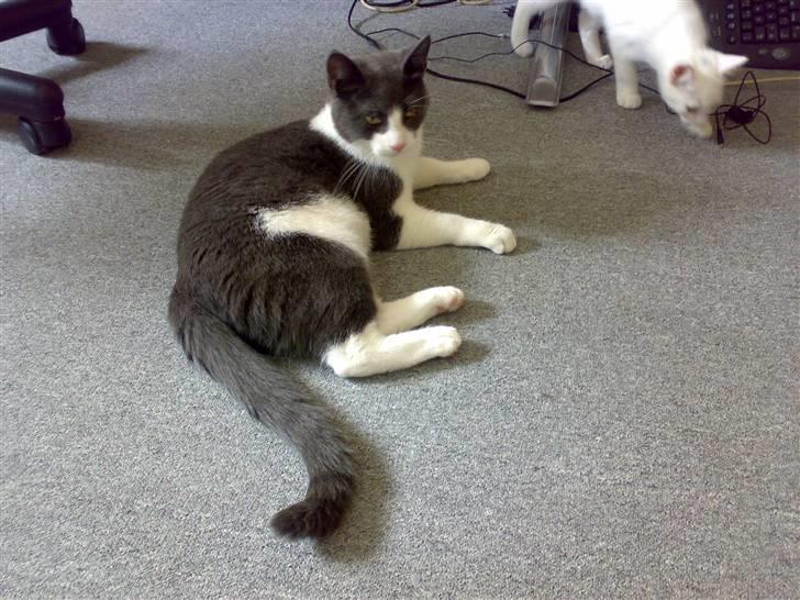 Blanding af racer Smylie.  billede 17