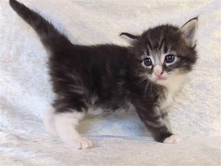 Norsk Skovkat Grethe Sønck *LEDIG* - 3 uger billede 4