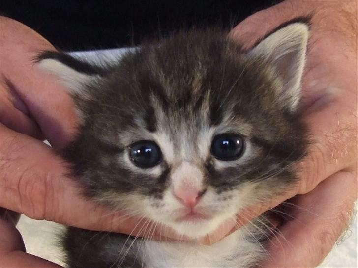 Norsk Skovkat Grethe Sønck *LEDIG* - 3 uger billede 5