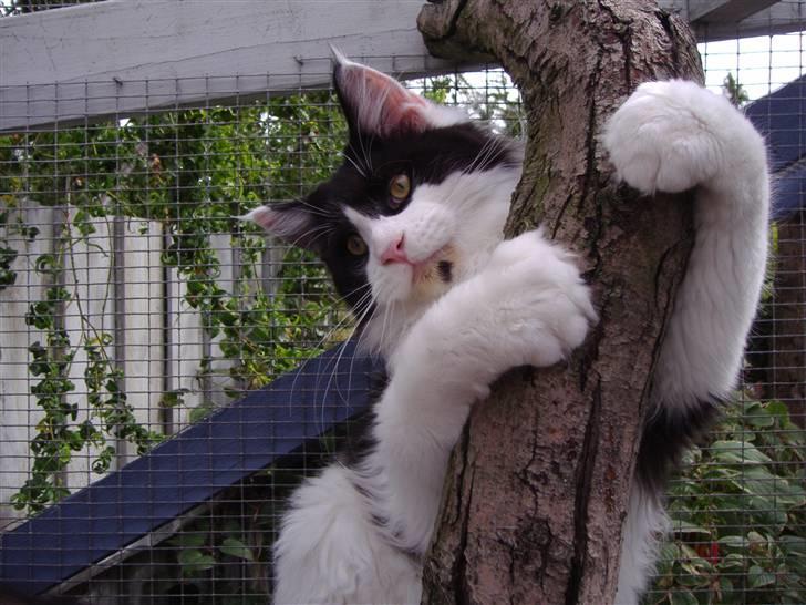 Maine Coon Løvehulen's Bandit - Bandit, 30-7-07 billede 20