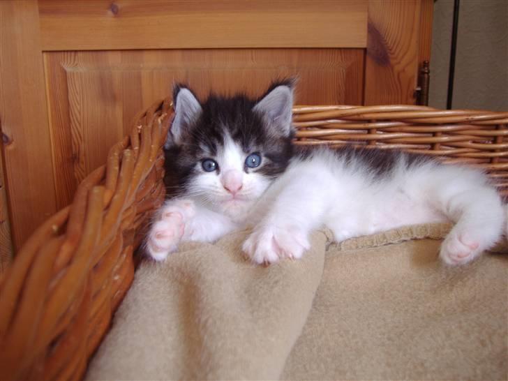 Maine Coon Coon Danica's Sex Bomb  - Sex Bomb, 4 uger billede 11